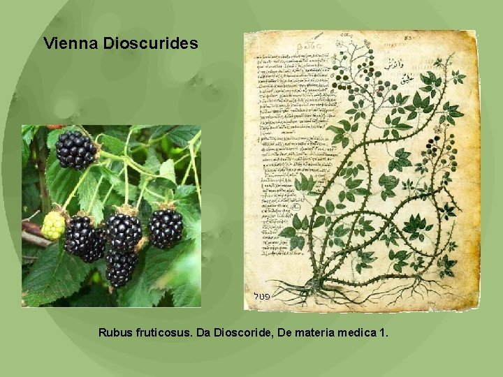 Vienna Dioscurides פטל Rubus fruticosus. Da Dioscoride, De materia medica 1. 