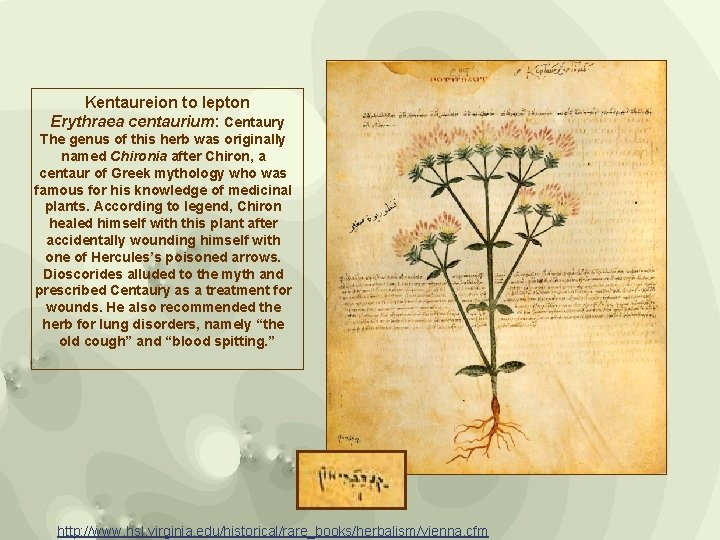 Kentaureion to lepton Erythraea centaurium: Centaury The genus of this herb was originally named