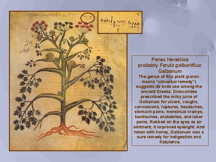 Panax Heraklios probably Ferula galbaniflua: Galbanum The genus of this plant (panax means “universal