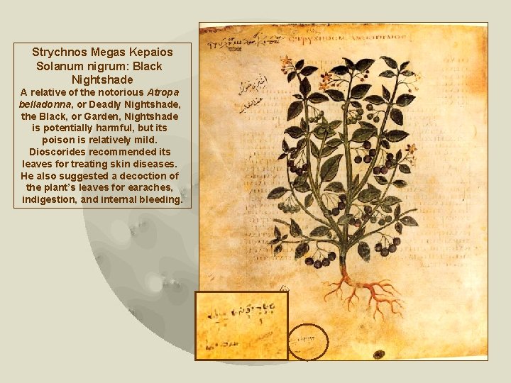 Strychnos Megas Kepaios Solanum nigrum: Black Nightshade A relative of the notorious Atropa belladonna,