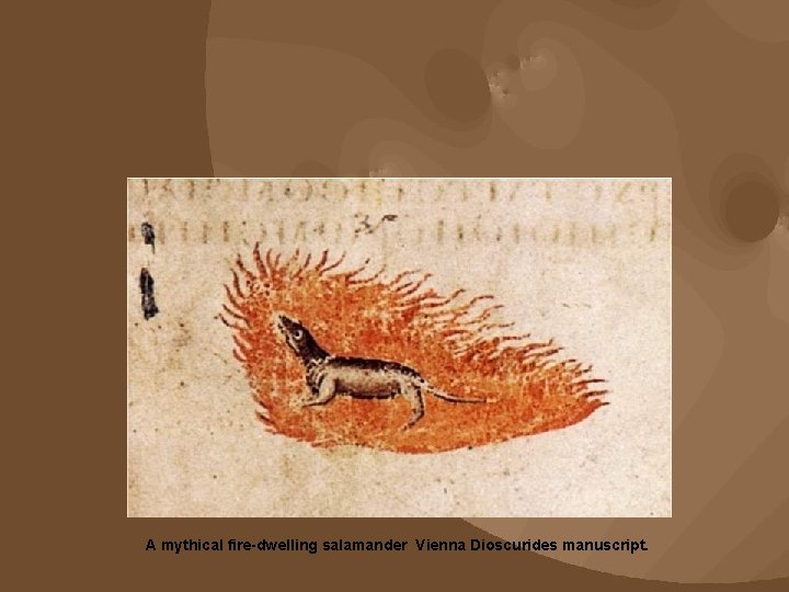 A mythical fire-dwelling salamander Vienna Dioscurides manuscript. 