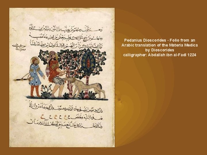 Pedanius Dioscorides - Folio from an Arabic translation of the Materia Medica by Dioscorides
