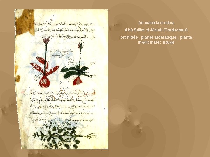 De materia medica Abû Sâlim al-Malatî (Traducteur) orchidée ; plante aromatique ; plante médicinale