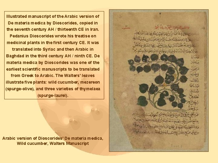 Illustrated manuscript of the Arabic version of De materia medica by Dioscorides, copied in