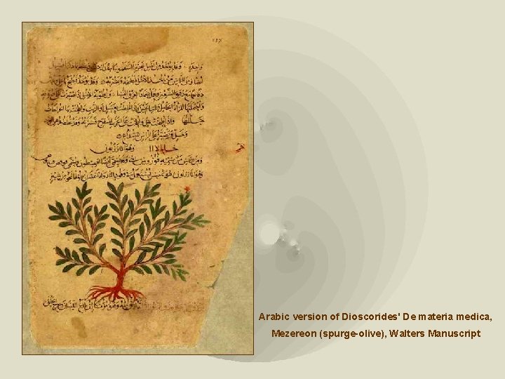 Arabic version of Dioscorides' De materia medica, Mezereon (spurge-olive), Walters Manuscript 
