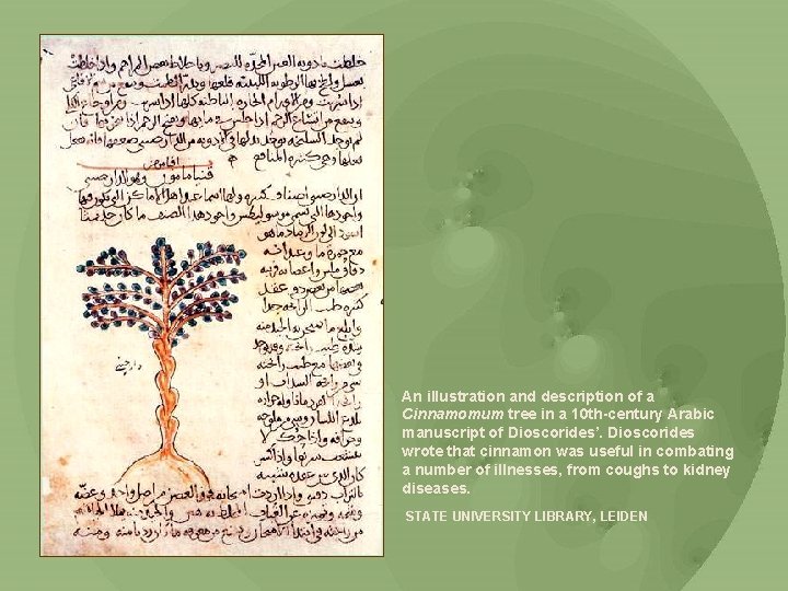 An illustration and description of a Cinnamomum tree in a 10 th-century Arabic manuscript