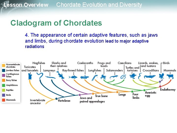 Lesson Overview Chordate Evolution and Diversity Cladogram of Chordates 4. The appearance of certain