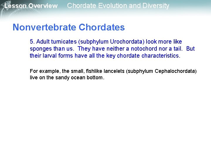 Lesson Overview Chordate Evolution and Diversity Nonvertebrate Chordates 5. Adult turnicates (subphylum Urochordata) look