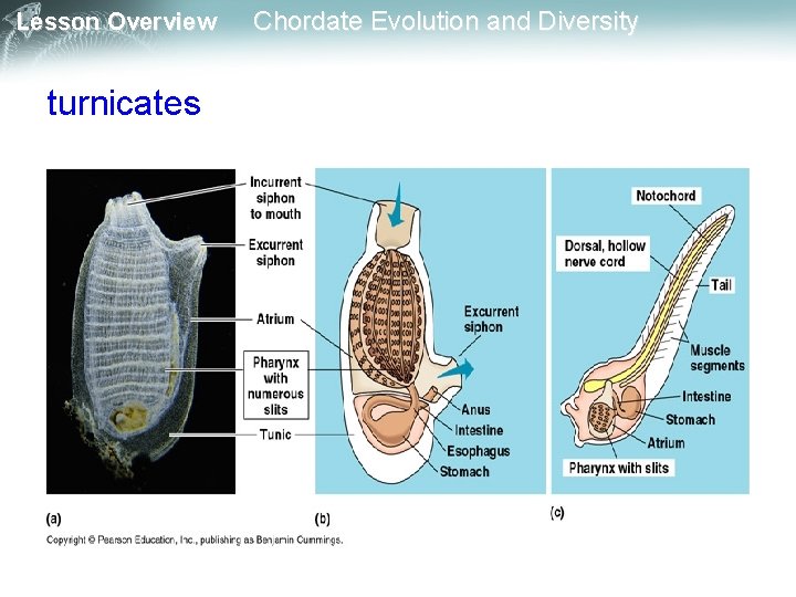 Lesson Overview turnicates Chordate Evolution and Diversity 