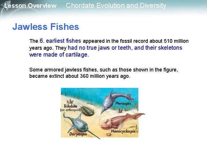 Lesson Overview Chordate Evolution and Diversity Jawless Fishes The 6. earliest fishes appeared in