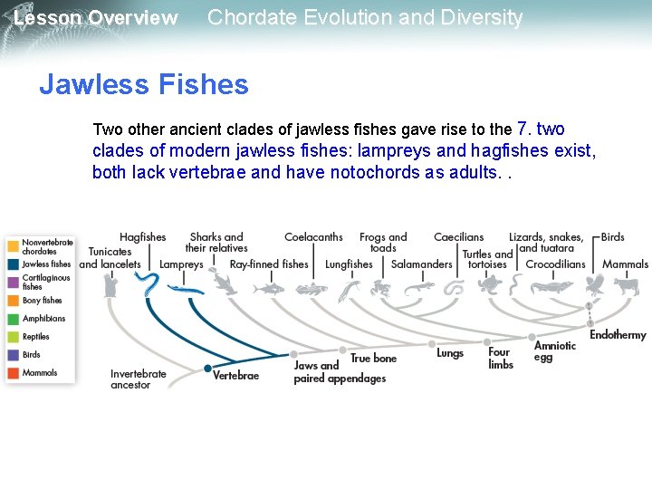 Lesson Overview Chordate Evolution and Diversity Jawless Fishes Two other ancient clades of jawless