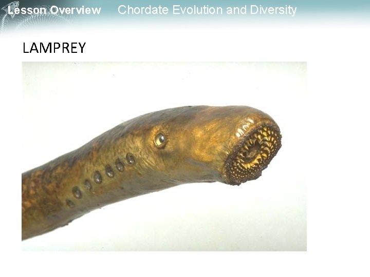 Lesson Overview LAMPREY Chordate Evolution and Diversity 