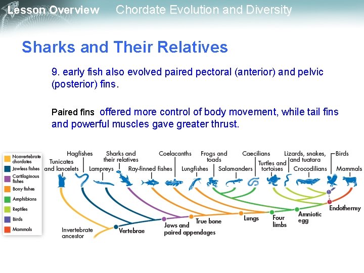 Lesson Overview Chordate Evolution and Diversity Sharks and Their Relatives 9. early fish also