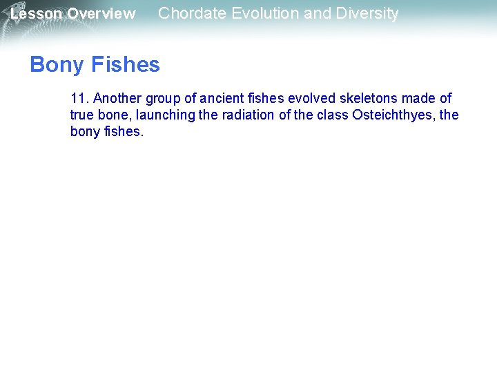 Lesson Overview Chordate Evolution and Diversity Bony Fishes 11. Another group of ancient fishes