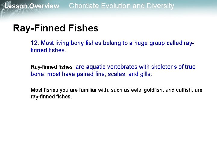 Lesson Overview Chordate Evolution and Diversity Ray-Finned Fishes 12. Most living bony fishes belong