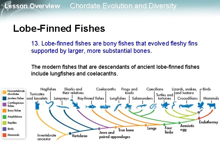 Lesson Overview Chordate Evolution and Diversity Lobe-Finned Fishes 13. Lobe-finned fishes are bony fishes