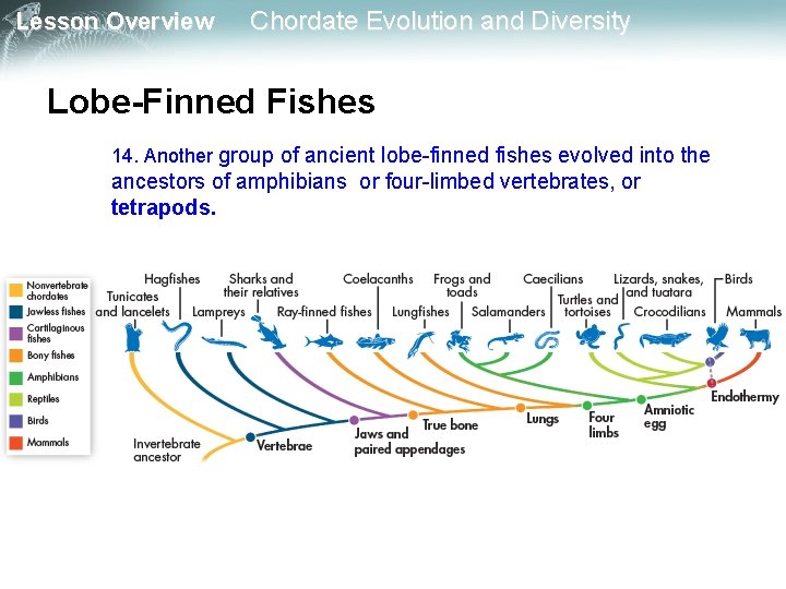 Lesson Overview Chordate Evolution and Diversity Lobe-Finned Fishes 14. Another group of ancient lobe-finned