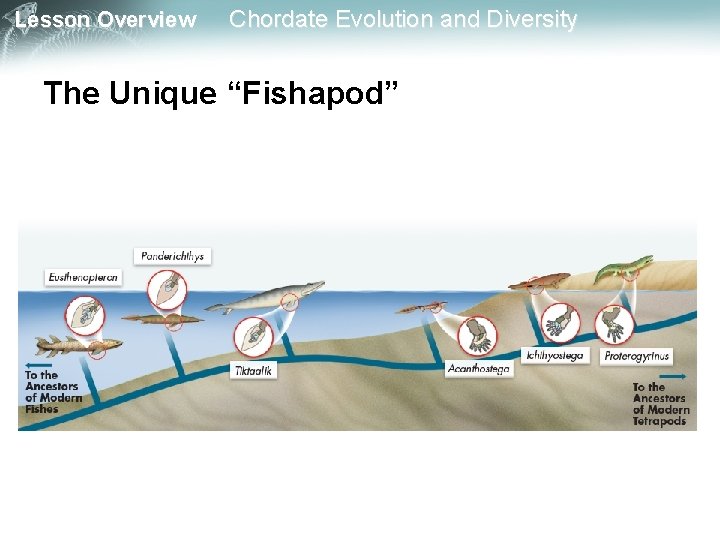 Lesson Overview Chordate Evolution and Diversity The Unique “Fishapod” 