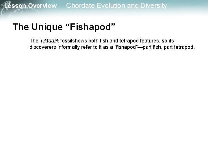Lesson Overview Chordate Evolution and Diversity The Unique “Fishapod” The Tiktaalik fossilshows both fish