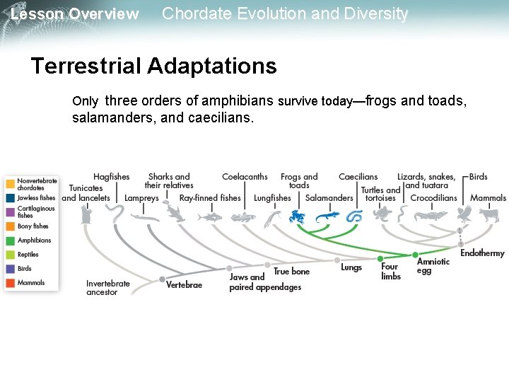 Lesson Overview Chordate Evolution and Diversity Terrestrial Adaptations Only three orders of amphibians survive