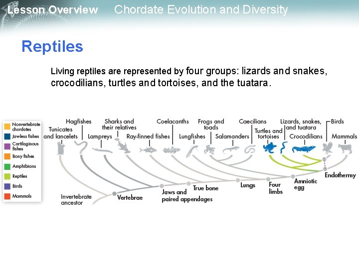 Lesson Overview Chordate Evolution and Diversity Reptiles Living reptiles are represented by four groups: