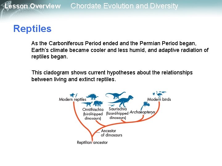 Lesson Overview Chordate Evolution and Diversity Reptiles As the Carboniferous Period ended and the