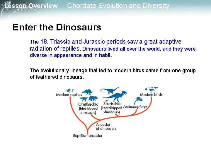 Lesson Overview Chordate Evolution and Diversity Enter the Dinosaurs The 18. Triassic and Jurassic