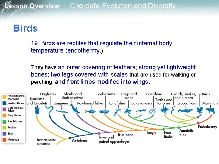 Lesson Overview Chordate Evolution and Diversity Birds 19. Birds are reptiles that regulate their