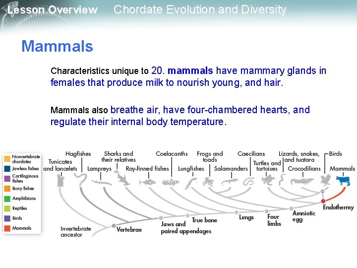 Lesson Overview Chordate Evolution and Diversity Mammals Characteristics unique to 20. mammals have mammary