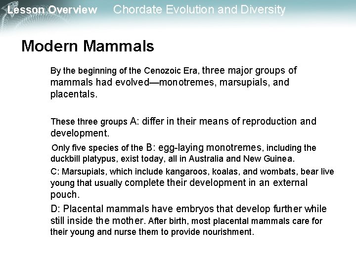 Lesson Overview Chordate Evolution and Diversity Modern Mammals By the beginning of the Cenozoic