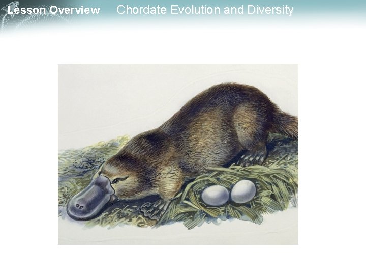Lesson Overview Chordate Evolution and Diversity 