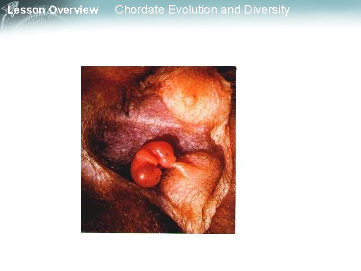 Lesson Overview Chordate Evolution and Diversity 