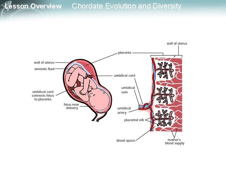 Lesson Overview Chordate Evolution and Diversity 