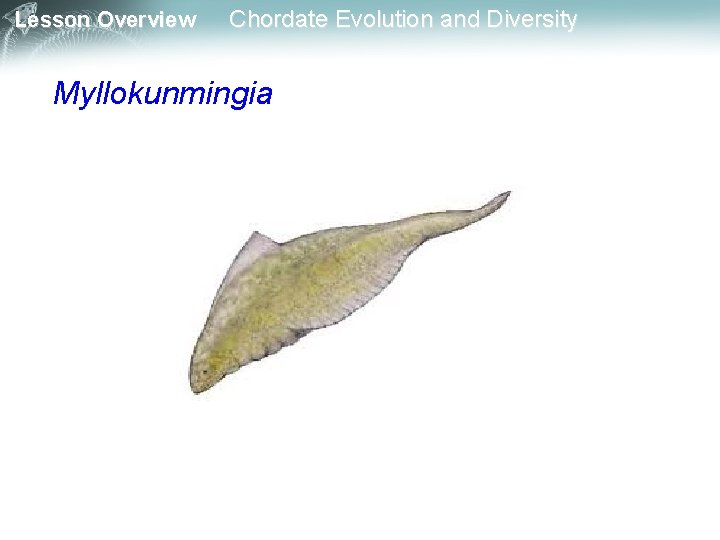 Lesson Overview Chordate Evolution and Diversity Myllokunmingia 