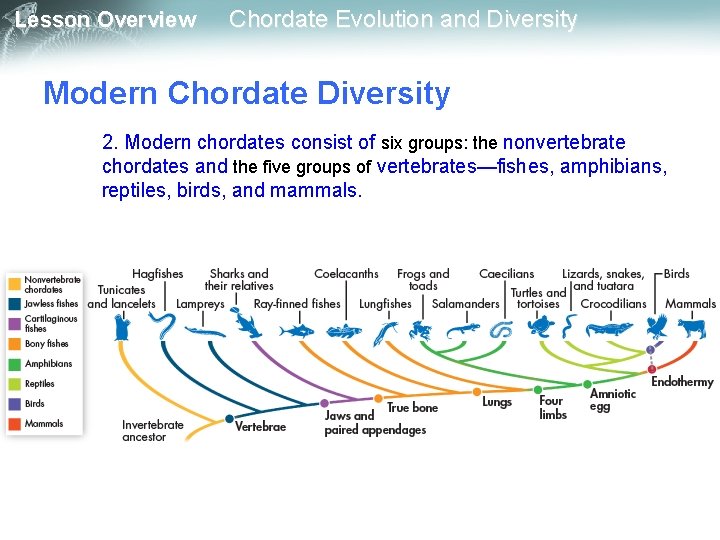 Lesson Overview Chordate Evolution and Diversity Modern Chordate Diversity 2. Modern chordates consist of