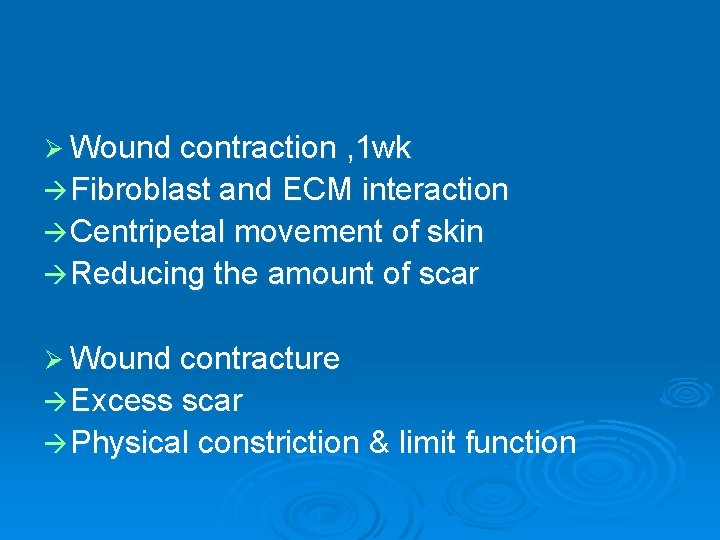 Ø Wound contraction , 1 wk Fibroblast and ECM interaction Centripetal movement of skin