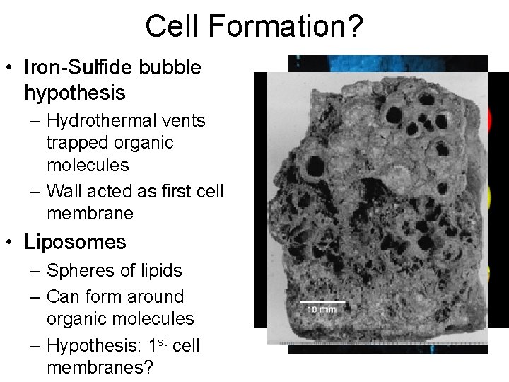 Cell Formation? • Iron-Sulfide bubble hypothesis – Hydrothermal vents trapped organic molecules – Wall