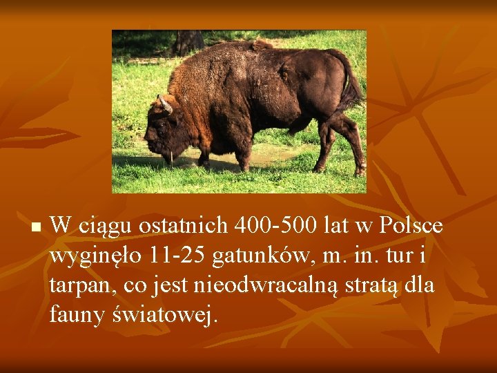 n W ciągu ostatnich 400 -500 lat w Polsce wyginęło 11 -25 gatunków, m.