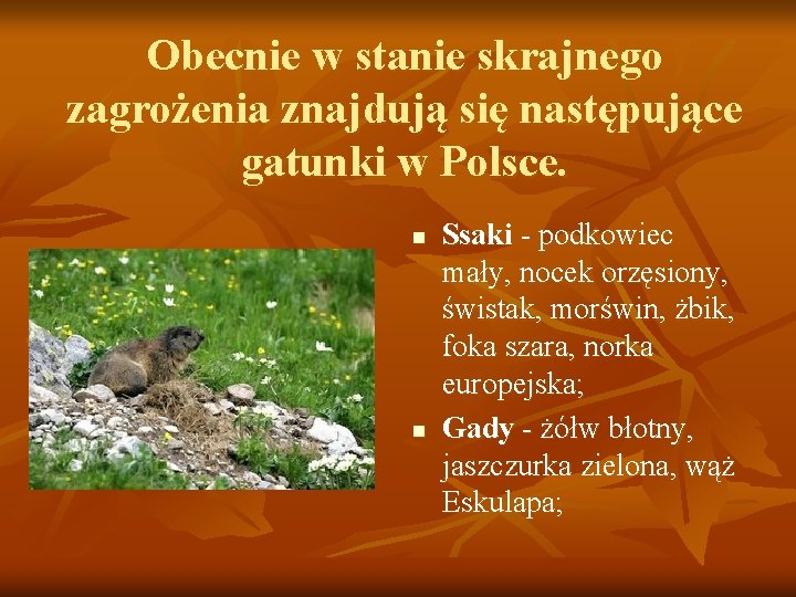 Obecnie w stanie skrajnego zagrożenia znajdują się następujące gatunki w Polsce. n n Ssaki