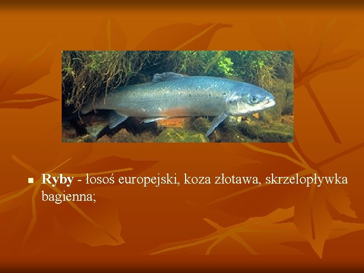 n Ryby - łosoś europejski, koza złotawa, skrzelopływka bagienna; 
