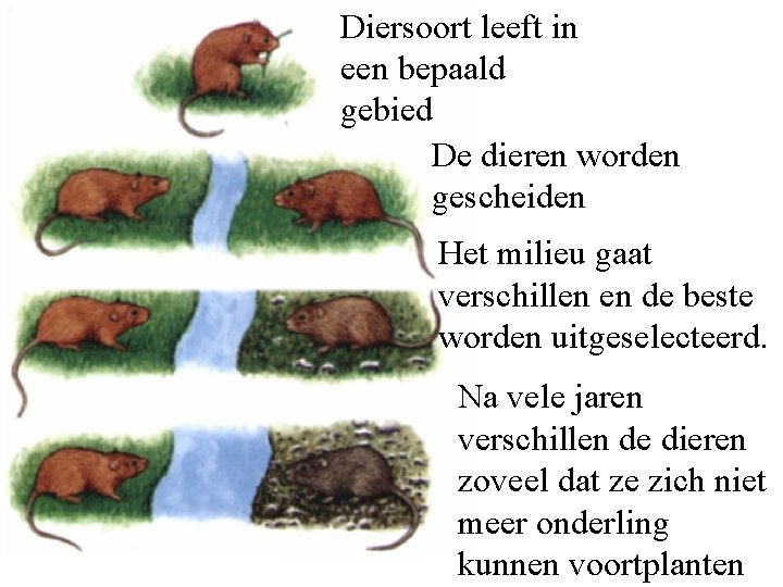 Diersoort leeft in een bepaald gebied De dieren worden gescheiden Het milieu gaat verschillen Diersoort leeft in een bepaald gebied De dieren worden gescheiden Het milieu gaat verschillen