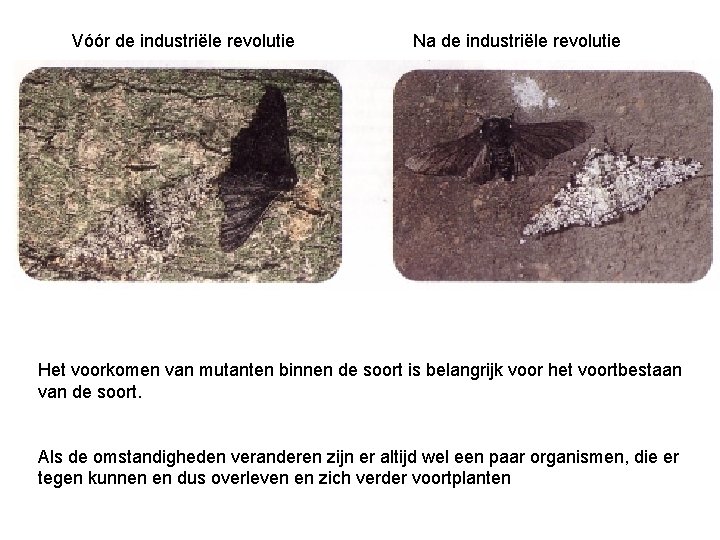Vóór de industriële revolutie Na de industriële revolutie Het voorkomen van mutanten binnen de Vóór de industriële revolutie Na de industriële revolutie Het voorkomen van mutanten binnen de