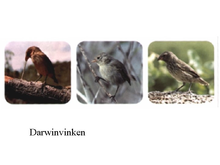 Darwinvinken Darwinvinken