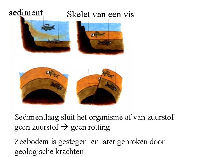sediment Skelet van een vis Sedimentlaag sluit het organisme af van zuurstof geen zuurstof sediment Skelet van een vis Sedimentlaag sluit het organisme af van zuurstof geen zuurstof