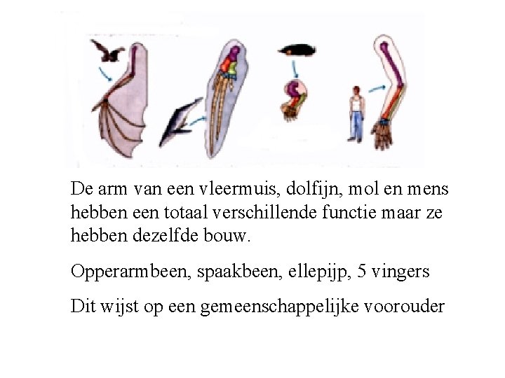De arm van een vleermuis, dolfijn, mol en mens hebben een totaal verschillende functie De arm van een vleermuis, dolfijn, mol en mens hebben een totaal verschillende functie
