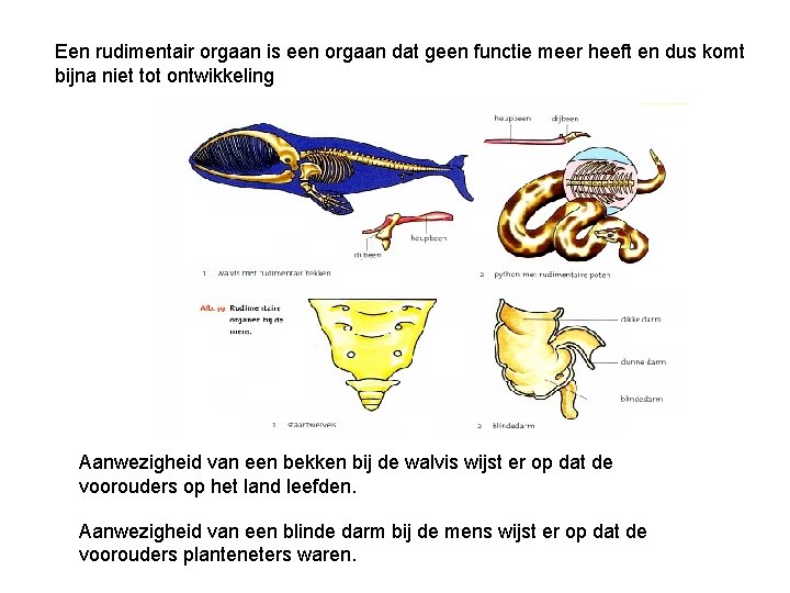 Een rudimentair orgaan is een orgaan dat geen functie meer heeft en dus komt Een rudimentair orgaan is een orgaan dat geen functie meer heeft en dus komt