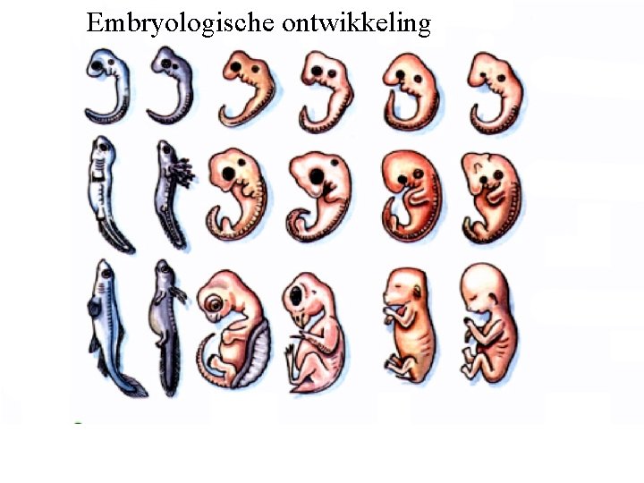 Embryologische ontwikkeling Embryologische ontwikkeling
