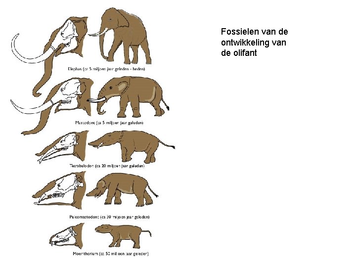 Fossielen van de ontwikkeling van de olifant Fossielen van de ontwikkeling van de olifant
