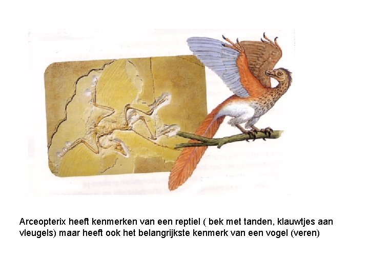 Arceopterix heeft kenmerken van een reptiel ( bek met tanden, klauwtjes aan vleugels) maar Arceopterix heeft kenmerken van een reptiel ( bek met tanden, klauwtjes aan vleugels) maar