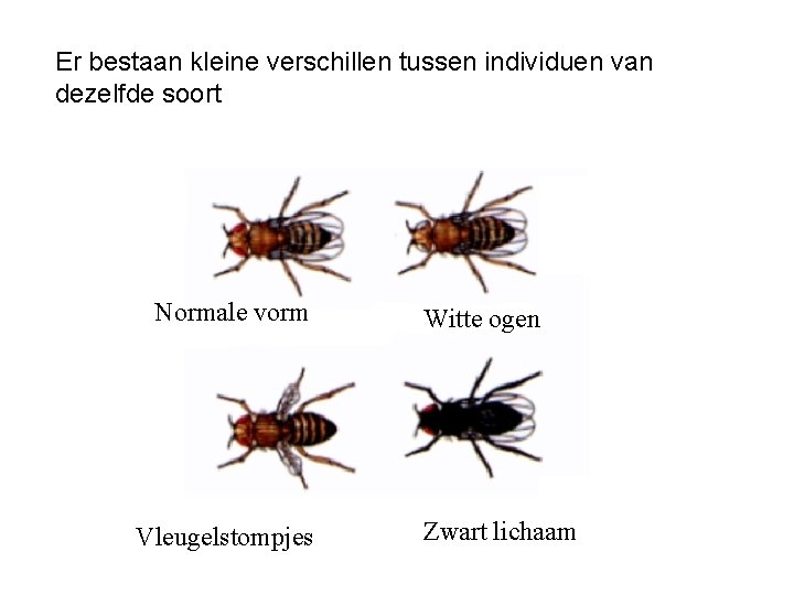 Er bestaan kleine verschillen tussen individuen van dezelfde soort Normale vorm Vleugelstompjes Witte ogen Er bestaan kleine verschillen tussen individuen van dezelfde soort Normale vorm Vleugelstompjes Witte ogen